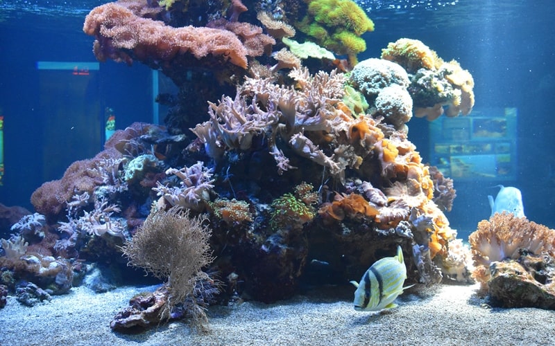 Riff im Aquarium im Haus der Natur Salzburg