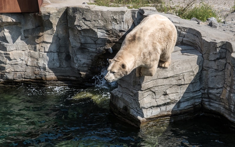 Ein Bär springt ins Wasser im Erlebnis Zoo Hannover.