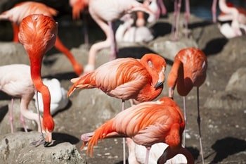 Flamingos im Münchner Tierpark Hellabrunn.