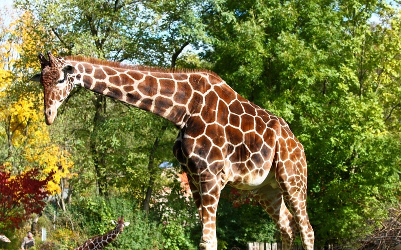 Eine Giraffe beugt den Kopf nach unten.