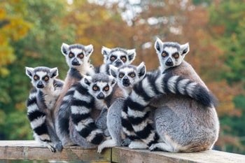 Eine Lemur-Familie im Tierpark Berlin-Friedrichsfelde.