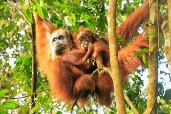 Ein Orang Utan Weibchen mit ihren Baby im Zoo Leipzig.