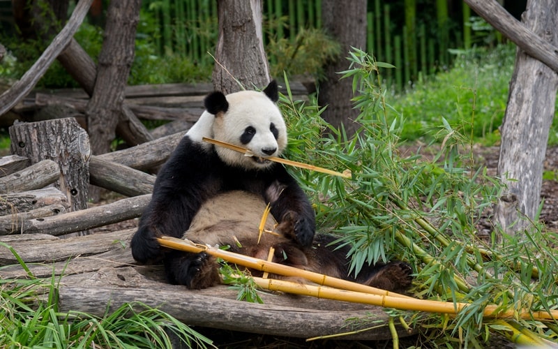 Ein Panda im Zoologischen Garten Berlin frisst Bambus.