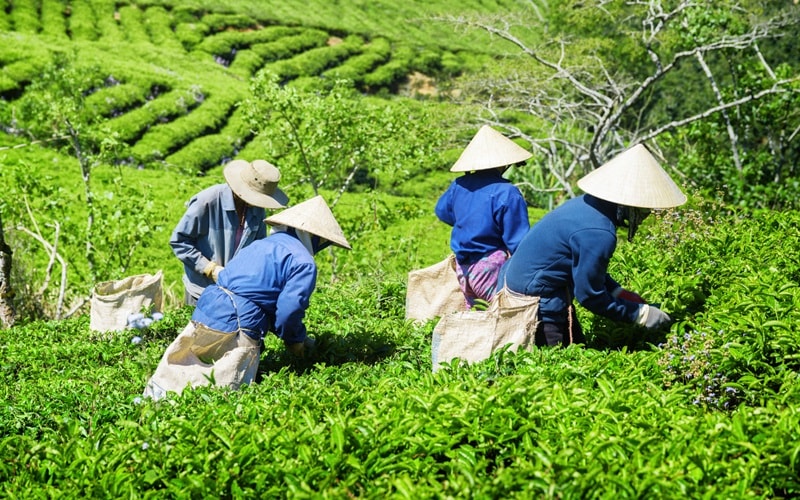 Feldarbeit Vietnam