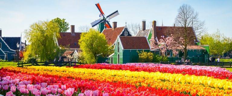 Tulpenblüte Holland Beitragsbild