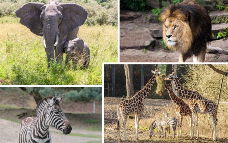 Safaripark Holland Burger´s Zoo