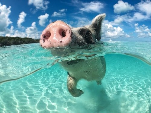 Schwimmende Schweine Bahamas