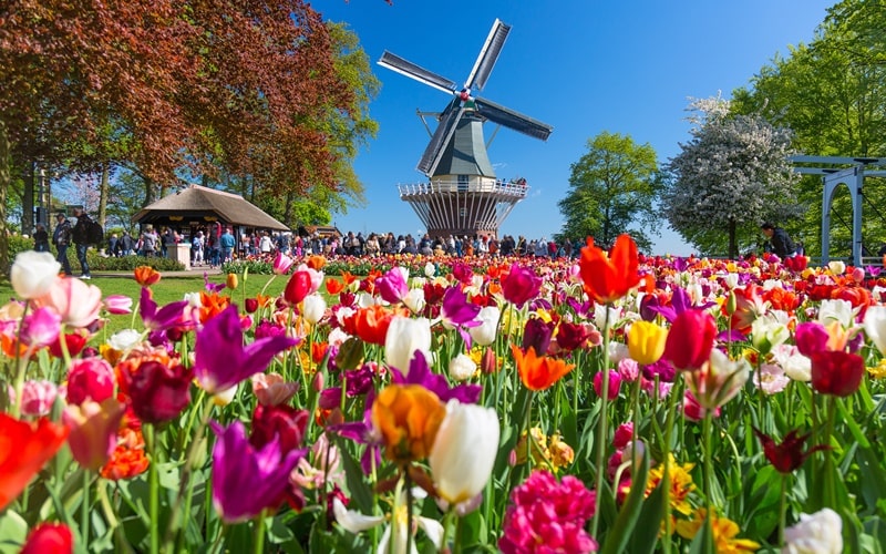 Feiertage Holland Tulpenblüte