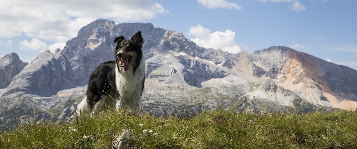 Südtirol Urlaub mit Hund