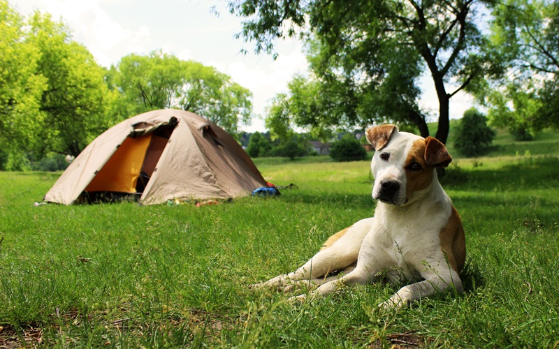 camping österreich mit hund