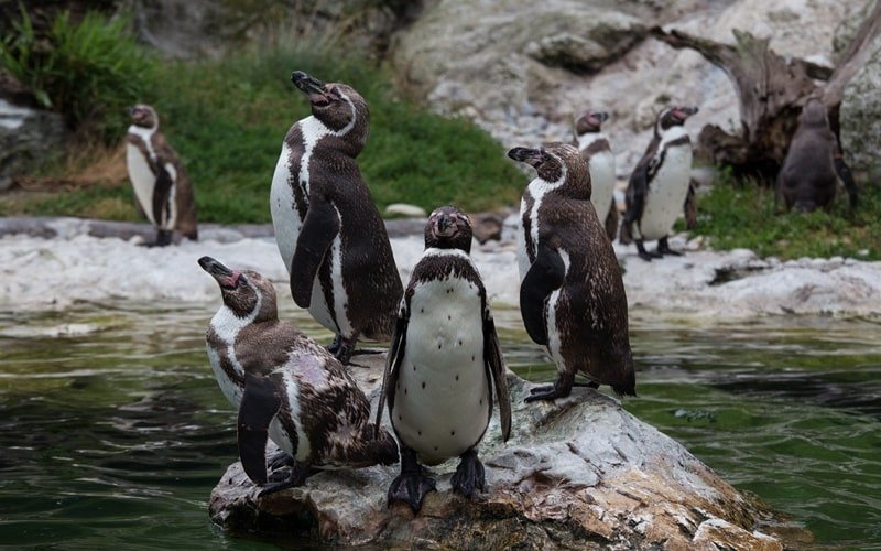 Zoo Frankfurt Pinguin