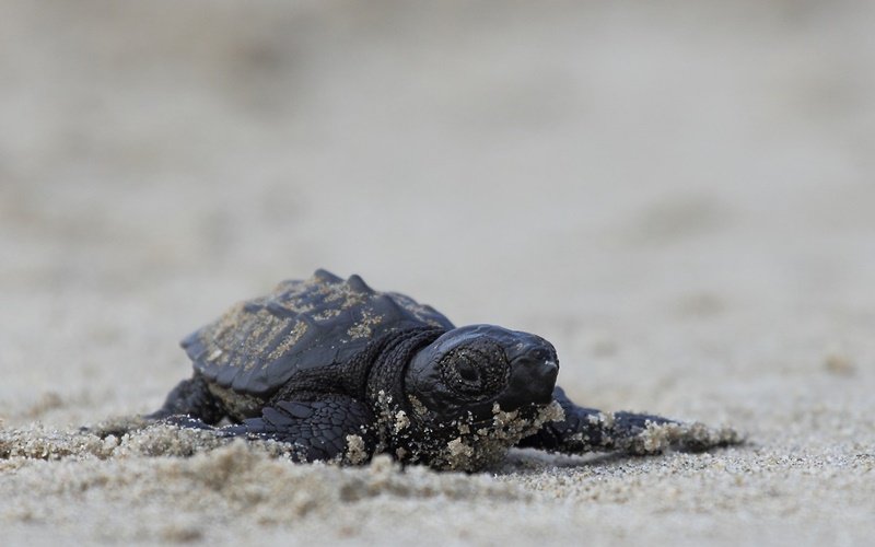 schildkröten strand zakynthos