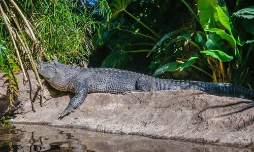 Alligator Loro Park