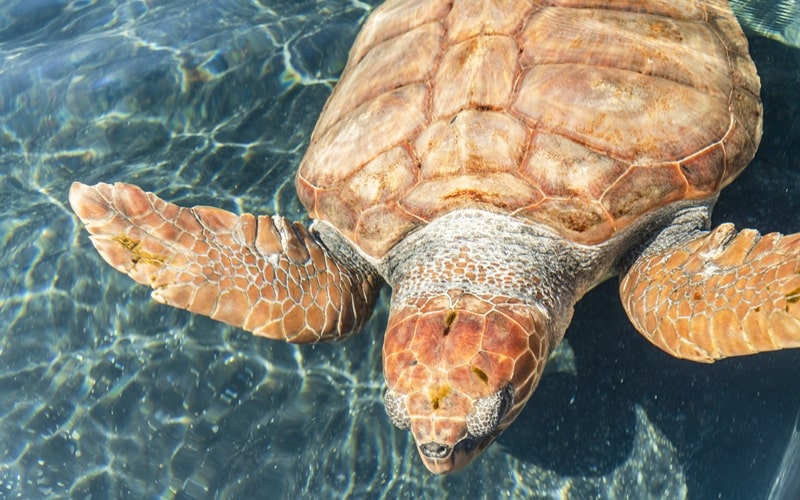 Strände Fuerteventura Schildkröten