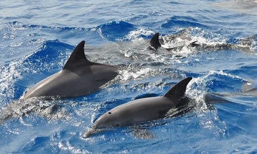 Delfin- und Walbeobachtung