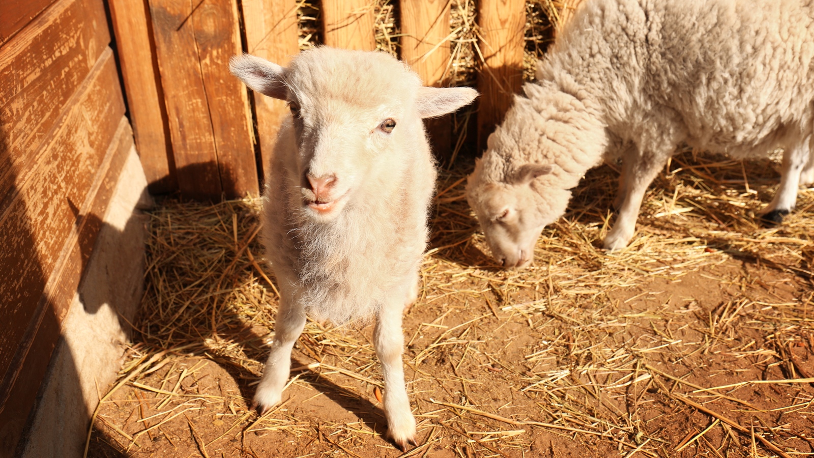 Schafe auf dem KInderbauernhof Pinke Panke