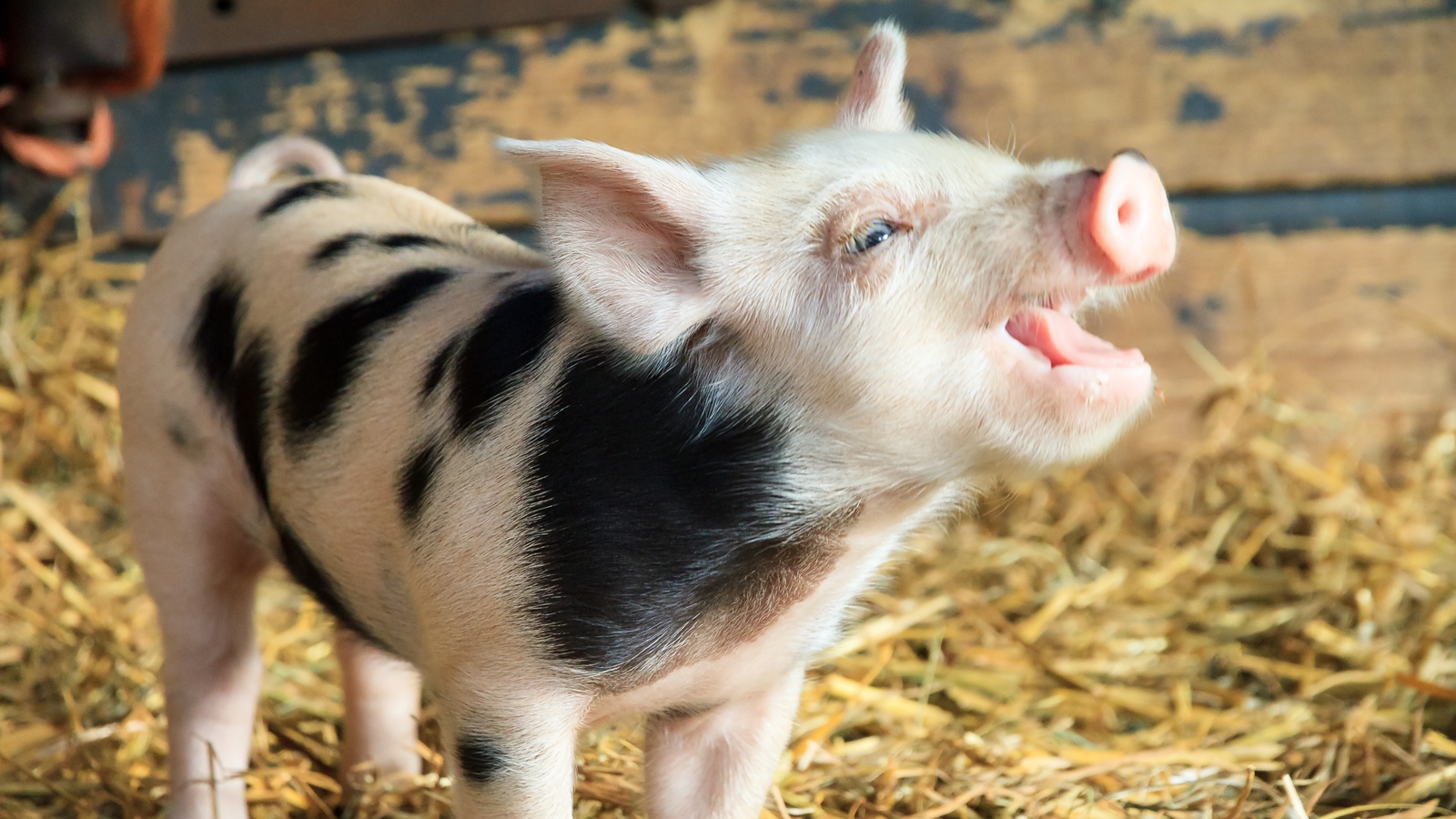 Babyschwein Kinderbauernhof ufaFabrik