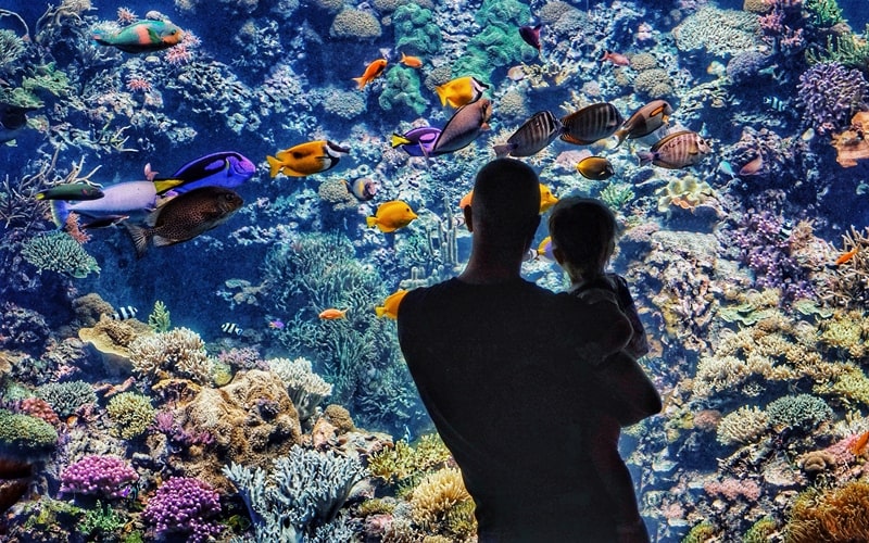 Mann und KInd betrachten ein Aquarium im Zoo Rostock