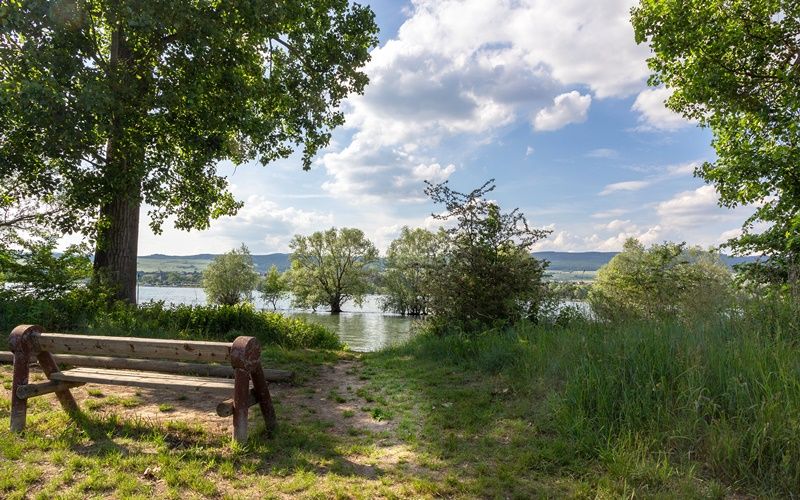 Eine Bank unter einem Baum am Ufer der Rheinaue bei Ingelheim.